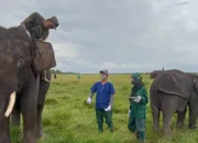 Menyelami Upaya Konservasi Gajah Sumatera di Pusat Konservasi Padang Sugihan, Harapan di Tengah Ancaman Kepunahan