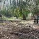 Misteri Terpecahkan, Kerangka Manusia Berserakan di Kebun Sawit Ternyata Pemas, Pemuda yang Dikenal Sering Tak Pulang ke Rumah
