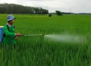 Pupuk Subsidi, Jeritan Petani OKI yang Terkubur dalam Lumpur Janji Manis Pemerintah