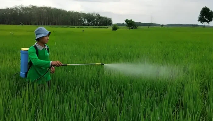 Pupuk Subsidi, Jeritan Petani OKI yang Terkubur dalam Lumpur Janji Manis Pemerintah