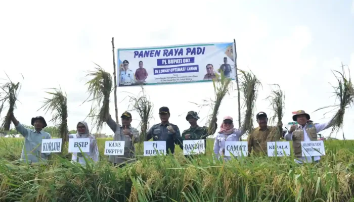 Revolusi Pertanian di OKI, Petani Panen Tiga Kali Setahun Berkat Optimalisasi Lahan