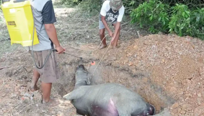 Wabah Penyakit Diduga SE Menyerang Kerbau di Banyuasin, 14 Ekor Mati Mendadak