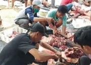 Belasan Hewan Kurban di Sumsel Belum Cukup Umur, Termasuk di Lokasi Kurban Sapi Jokowi