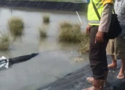 Buaya Raksasa 4 Meter Diringkus Warga Desa Bumi Pratama Mandira OKI, Kewaspadaan Diimbau