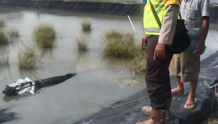 Buaya Raksasa 4 Meter Diringkus Warga Desa Bumi Pratama Mandira OKI, Kewaspadaan Diimbau