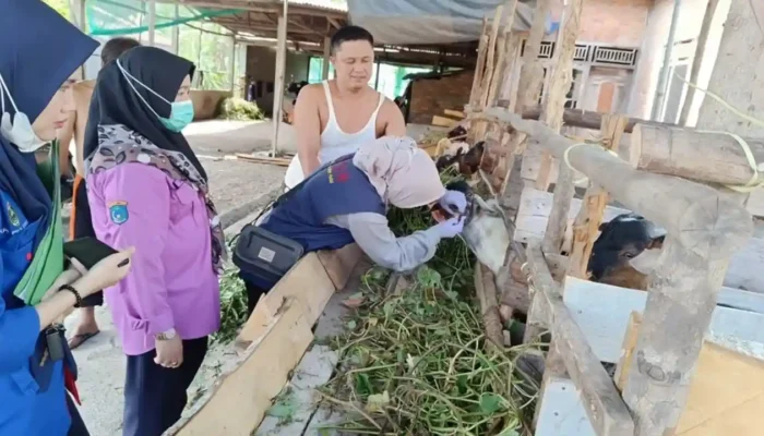 Disbunnak OKI Gencar Periksa Kesehatan Hewan Kurban, Jamin Keamanan dan Kelayakan Konsumsi