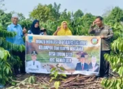 Meningkatkan Kualitas Kopi Lahat, Dinas Perkebunan dan MPIG Jurai Tue Gelar Sosialisasi Pasca Panen