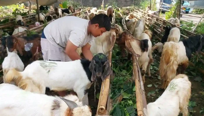 Panduan Lengkap Memilih Hewan Kurban, Syarat, Usia, dan Kesehatan