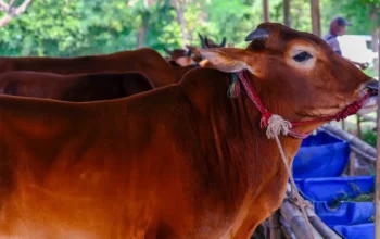 Panduan Lengkap Penyembelihan Hewan Kurban Sesuai Syariat Islam