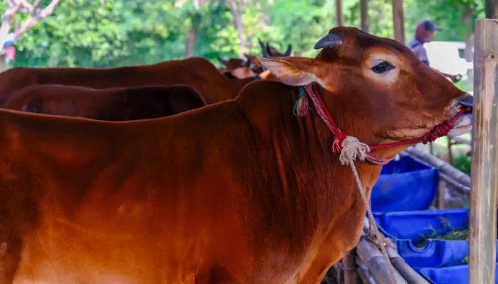 Panduan Lengkap Penyembelihan Hewan Kurban Sesuai Syariat Islam