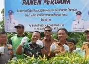 Panen Raya Cabe di OKI Tekan Inflasi, Sebuah Kisah Ketahanan Pangan dan Kolaborasi