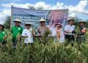 Panen Raya di Lahan Sawit OKI, Program Kesatria Buktikan Petani Raih Untung