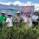 Panen Raya di Lahan Sawit OKI, Program Kesatria Buktikan Petani Raih Untung