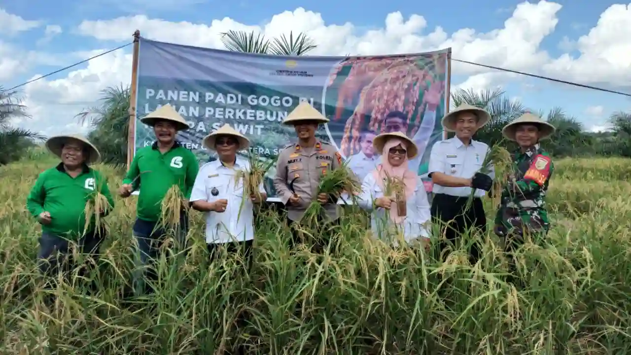 Panen Raya di Lahan Sawit OKI, Program Kesatria Buktikan Petani Raih Untung