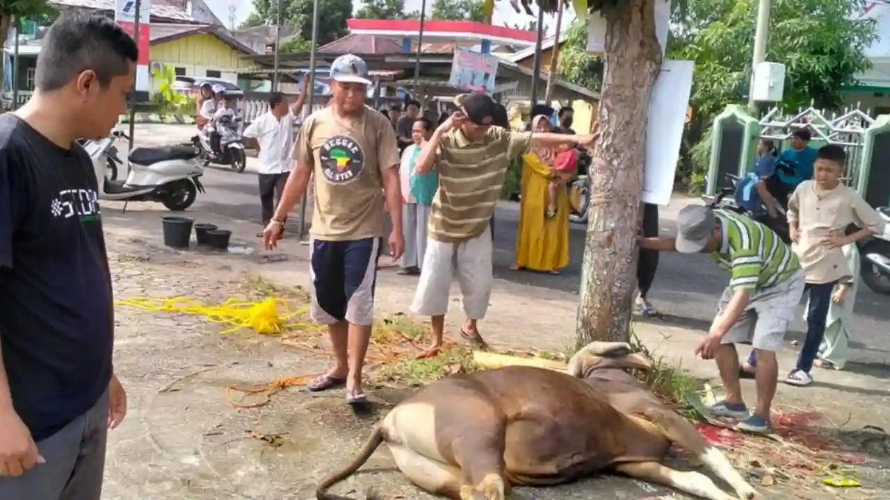 Ribuan Hewan Kurban di Lubuklinggau Dinyatakan Sehat dan Aman Dikonsumsi