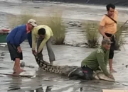 Teror Buaya Muara di OKI: Warga Kembali Tangkap Predator Raksasa 3 Meter dari Tambak