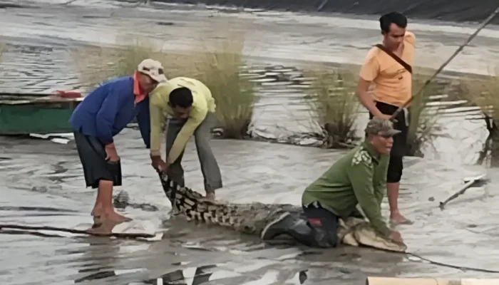 Teror Buaya Muara di OKI: Warga Kembali Tangkap Predator Raksasa 3 Meter dari Tambak