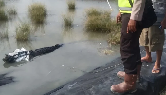 Misteri Buaya Muara di Tambak Udang OKI, Air Pasang atau Perburuan Mangsa?