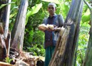 Bonggol Pisang, Limbah Organik yang Bernilai Tinggi untuk Kertas dan Pupuk Ramah Lingkungan