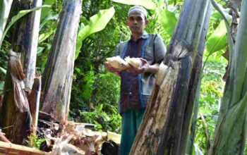 Bonggol Pisang, Limbah Organik yang Bernilai Tinggi untuk Kertas dan Pupuk Ramah Lingkungan