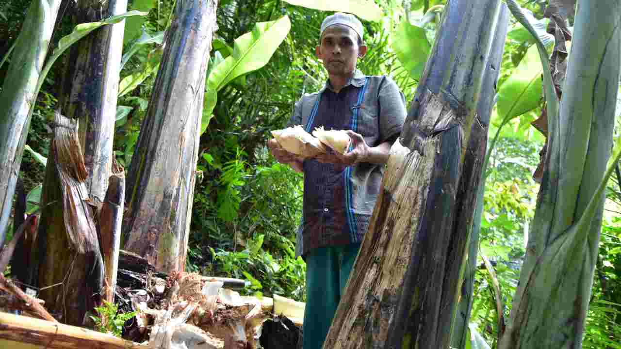 Bonggol Pisang, Limbah Organik yang Bernilai Tinggi untuk Kertas dan Pupuk Ramah Lingkungan