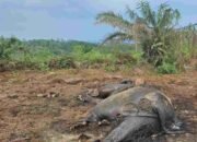 Gajah Sumatera Ditemukan Mati di Konsesi Perusahaan Sawit, BKSDA Jambi Selidiki Penyebab Kematian