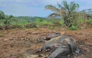 Gajah Sumatera Ditemukan Mati di Konsesi Perusahaan Sawit, BKSDA Jambi Selidiki Penyebab Kematian