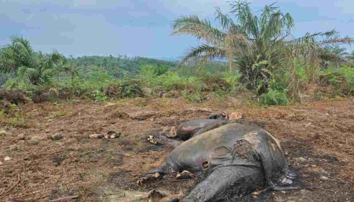 Gajah Sumatera Ditemukan Mati di Konsesi Perusahaan Sawit, BKSDA Jambi Selidiki Penyebab Kematian