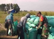 Panen Raya di Tengah Tantangan, Petani Desa Gajah Mati OKI Berjuang Hadapi Kendala Transportasi dan Kekeringan