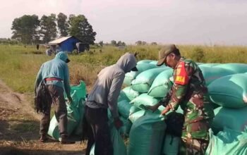 Panen Raya di Tengah Tantangan, Petani Desa Gajah Mati OKI Berjuang Hadapi Kendala Transportasi dan Kekeringan