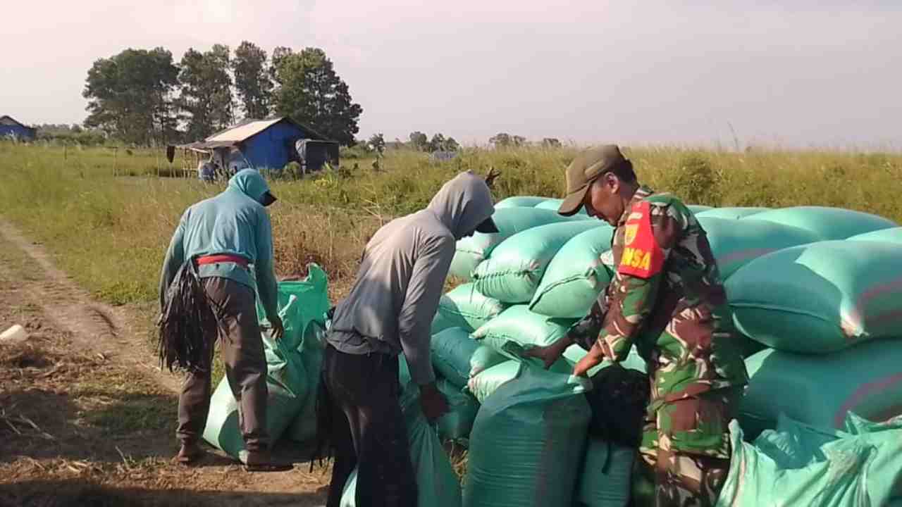 Panen Raya di Tengah Tantangan, Petani Desa Gajah Mati OKI Berjuang Hadapi Kendala Transportasi dan Kekeringan