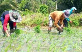 Produksi Beras Nasional Turun, Kementan Optimistis Indonesia Akan Swasembada