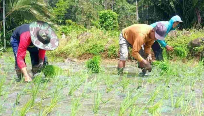 Produksi Beras Nasional Turun, Kementan Optimistis Indonesia Akan Swasembada