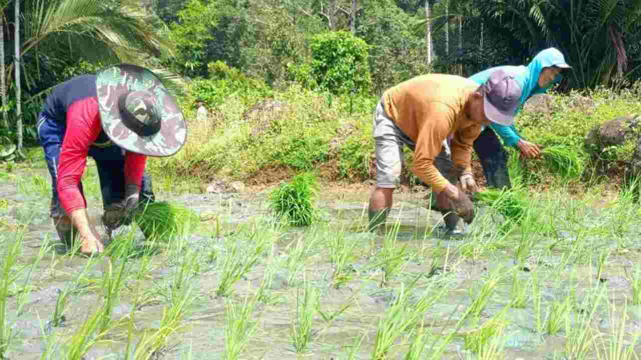 Produksi Beras Nasional Turun, Kementan Optimistis Indonesia Akan Swasembada