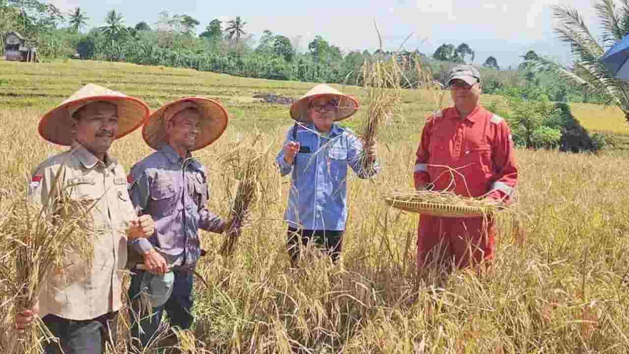 Kabupaten Lahat Optimistis Capai Target Panen Padi 724.391 Ton di Tahun 2024