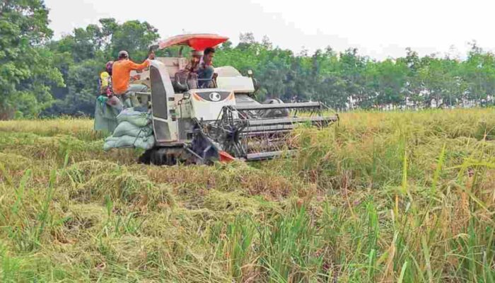 Panen Raya di Tengah Ancaman Hama, Petani Lubuk Seberuk OKI Tetap Bersyukur