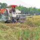 Panen Raya di Tengah Ancaman Hama, Petani Lubuk Seberuk OKI Tetap Bersyukur