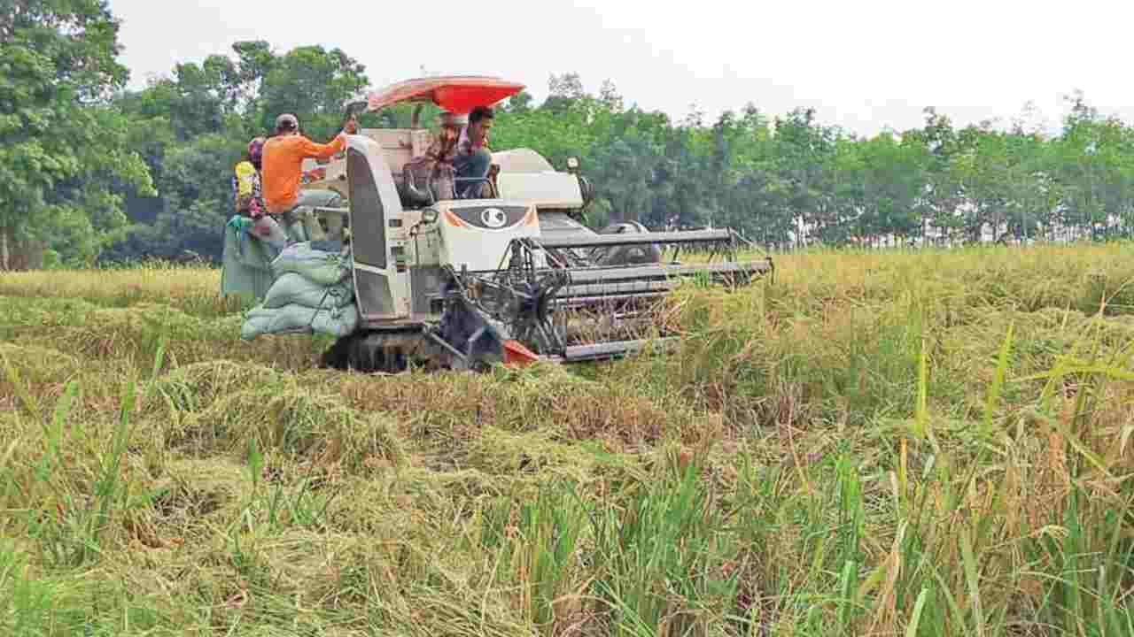 Panen Raya di Tengah Ancaman Hama, Petani Lubuk Seberuk OKI Tetap Bersyukur