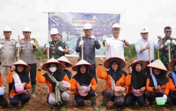 Lahan Sawit OKI Siap Dioptimalkan, Tumpang Sari Padi Gogo Jadi Andalan Wujudkan Swasembada Pangan