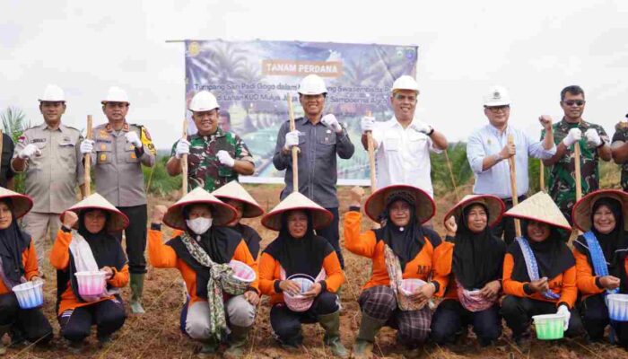 Lahan Sawit OKI Siap Dioptimalkan, Tumpang Sari Padi Gogo Jadi Andalan Wujudkan Swasembada Pangan