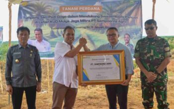 Sampoerna Agro dan Pemerintah Dorong Swasembada Pangan Melalui Tumpang Sari Padi Gogo di Lahan Sawit OKI