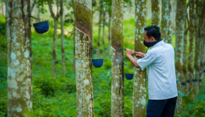 Harga Karet di Tingkat Petani OKI Fluktuatif: Sempat Tembus Rp13.450 per Kg, Curah Hujan Pengaruhi Produksi