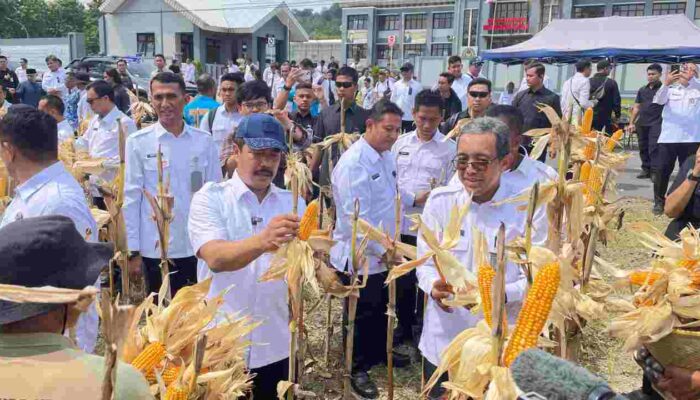 Panen Berlanjut ke Ladang Jagung dan Produk Pangan Lain