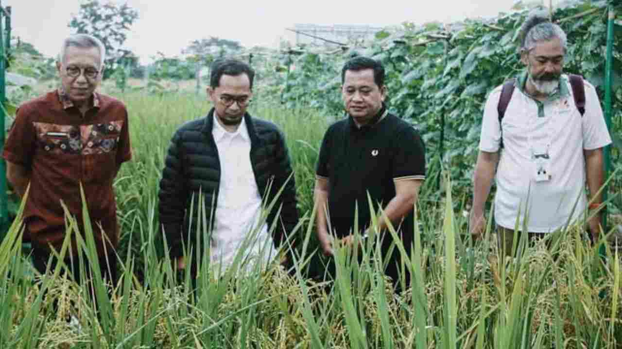 Presiden Prabowo Subianto Dijadwalkan Kunjungi Banyuasin, Hadiri Gerakan Indonesia Menanam Padi Apung