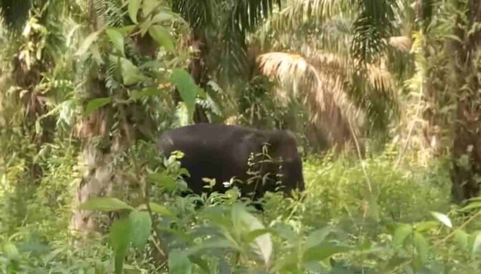 Gajah Stres Dihalau Petasan, Dua Warga OKI Diserang: BKSDA Ingatkan Bahaya Penanganan yang Salah