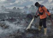 KLHK Tuntut Perusahaan Sawit di OKI Rp 2,4 Triliun Akibat Kebakaran Gambut