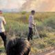 Kebakaran Lahan Dekat Tol Palindra Ogan Ilir Masih Dipadamkan, Khawatir Mengganggu Perjalanan di Tol Jika Meluas