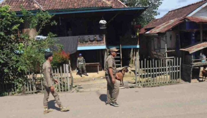 Satpol PP Muba Tertibkan Hewan Ternak Berkeliaran di Batang Hari Leko Jaga Ketertiban