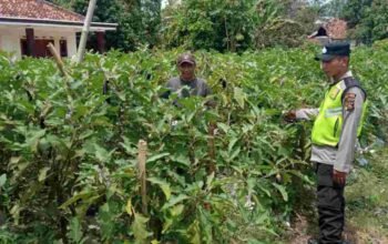 Dukung Ketahanan Pangan Nasional, Polsek Buay Madang Timur Monitor Lahan Pertanian Desa Binaan