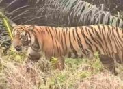 Harimau Sumatera Muncul di Kebun Warga Muba, Resahkan Petani Plakat Tinggi